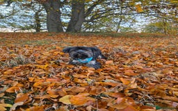 Yorkshire Terrier dogs for stud: Yorkshire terrier for stud - Image 3