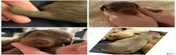 Miniature Dachshund dogs for sale: 3 Long hair mini dachshund puppies - Advert 13