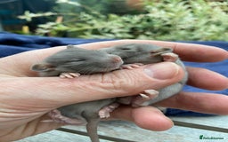 Rat rodents for sale: Baby Rats  - Image 2