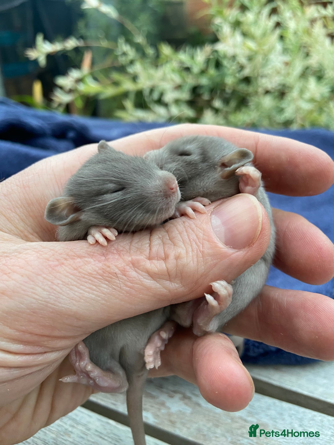 Rat rodents for sale: Baby Rats  - Image 2