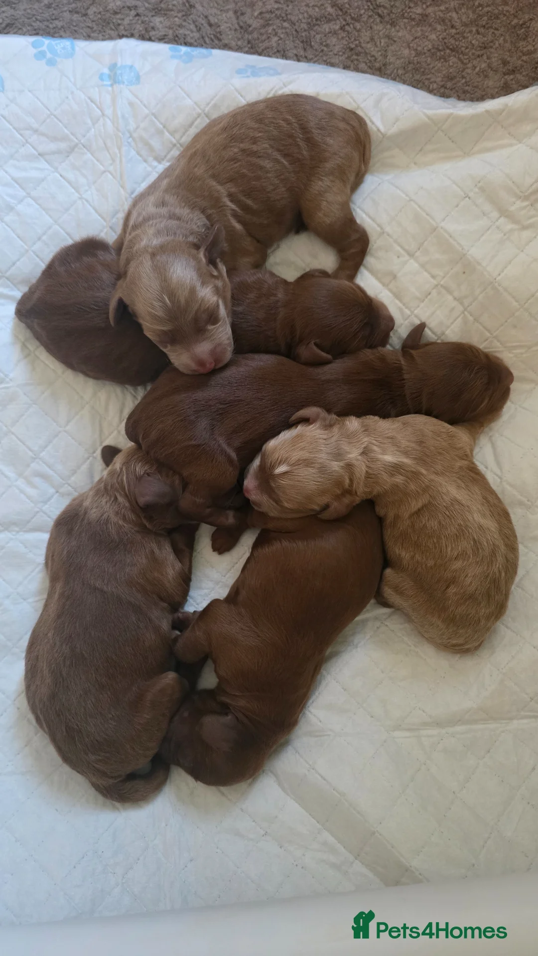 Cockapoo dogs for sale: F1 COCKERPOO PUPPIES  - Advert 2