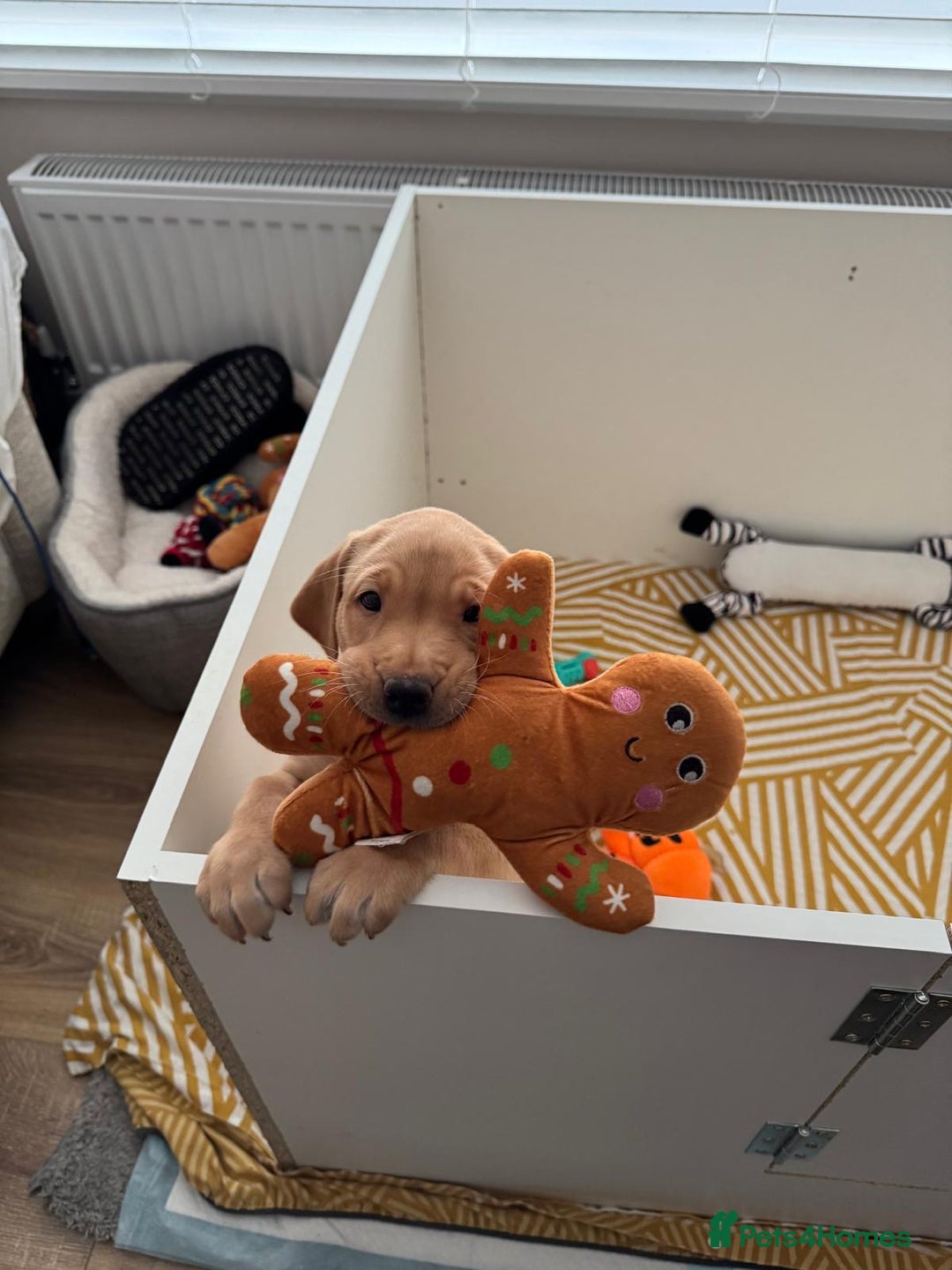 Labrador Retriever dogs for sale: 3x chunky Labradors for sale  - Advert 7