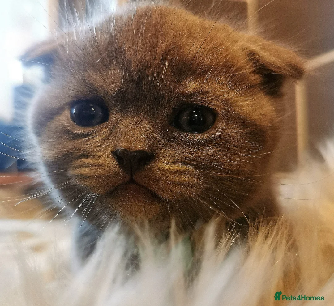 Mixed Breed cats for sale: ❤️Luxury Chinchilla Persian Scottish Fold Kittens - Advert 6