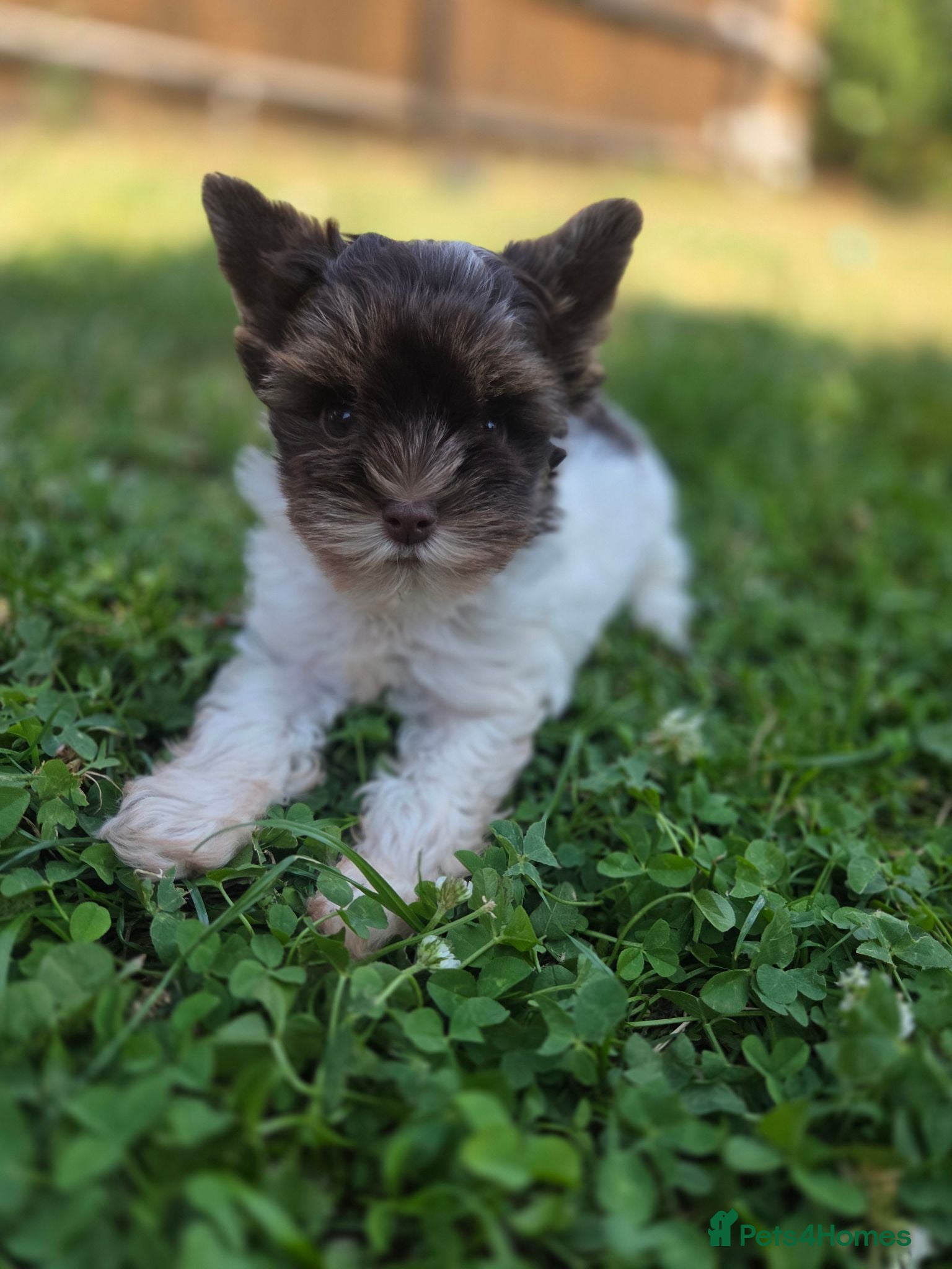 Yorkshire Terrier dogs Last tiny girl puppy - Advert 5