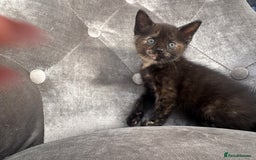 Mixed Breed cats for sale: 6 weeks old kittens - Image 5