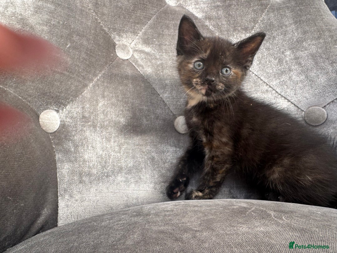 Mixed Breed cats for sale: 6 weeks old kittens - Image 5