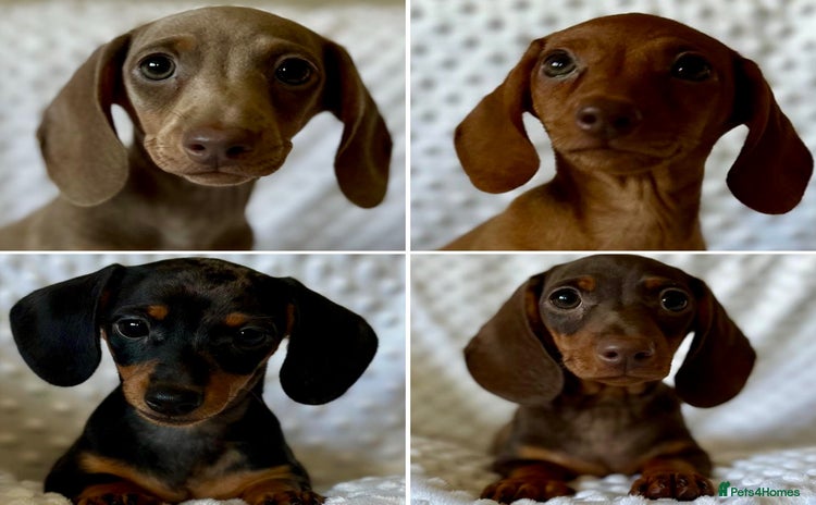 Miniature Dachshund dogs - Advert 3
