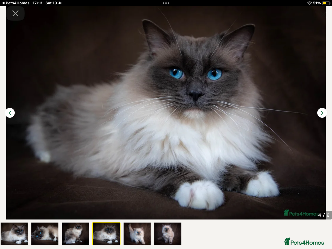 Tonkinese cats for sale: Exquisite Tonkdolls - Advert 15