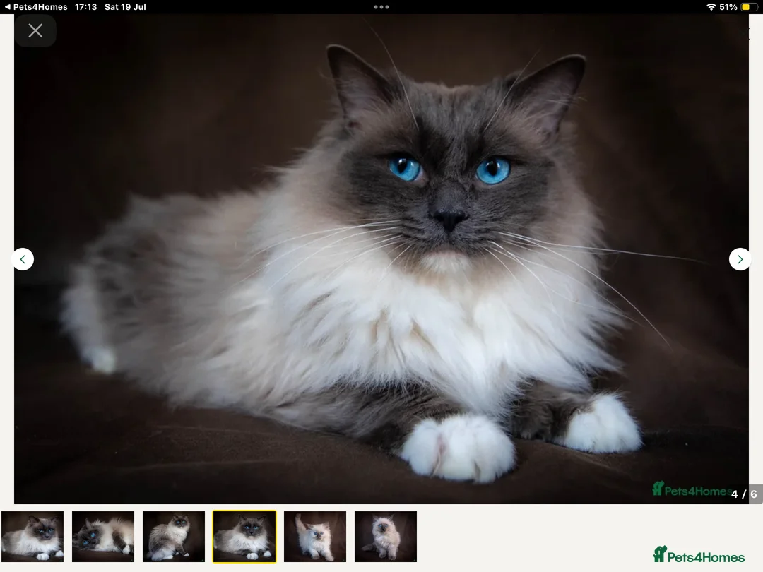 Tonkinese cats for sale: Exquisite Tonkdolls - Advert 15