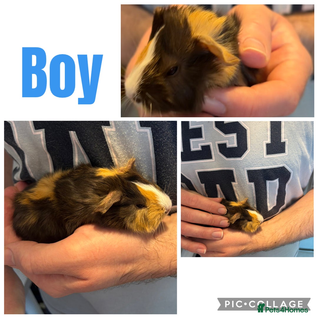 Guinea Pig rodents for sale: 4 boy baby guinea pigs - ready 4th Feb onwards - Advert 11