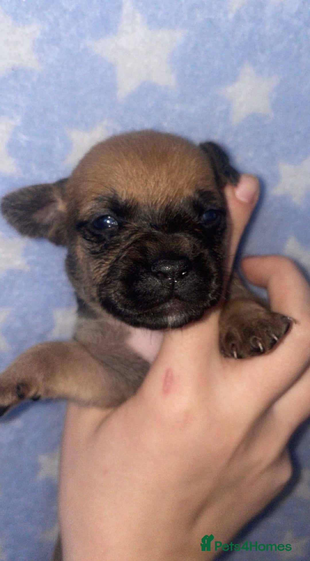 Mixed Breed dogs for sale: Bodeguero Andaluz x French Bulldog Puppies  - Advert 11