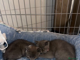 British Longhair cats - Advert 5