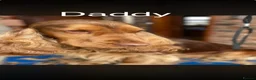 Cocker Spaniel dogs for sale: Beautiful Show Cocker Spaniels  - Advert 11