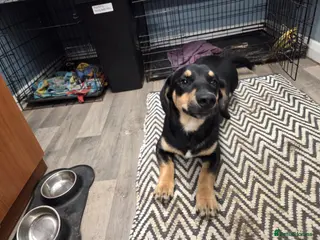 Mixed Breed dogs Crisp - Advert 9