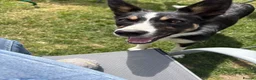 Border Collie dogs for sale: Beautiful Female Border Collie 8 Months Old "Tori" in Much Wenlock - Advert 2