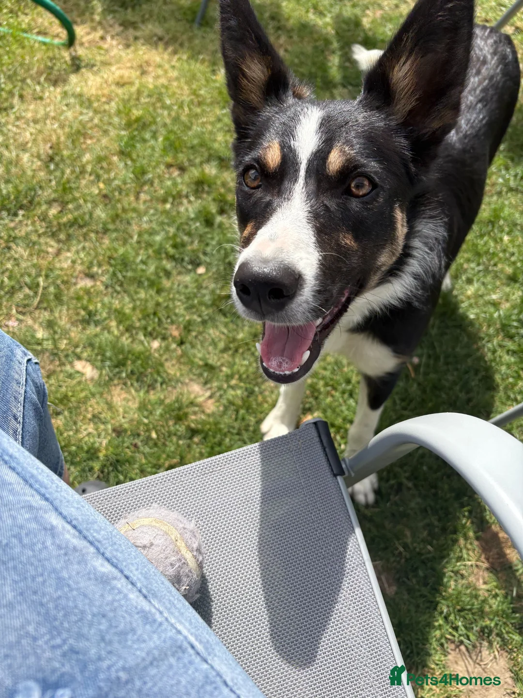 Border Collie dogs for sale: Beautiful Female Border Collie 8 Months Old "Tori" in Much Wenlock - Advert 2
