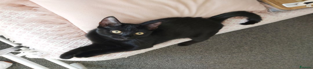 Mixed Breed Kitten 3