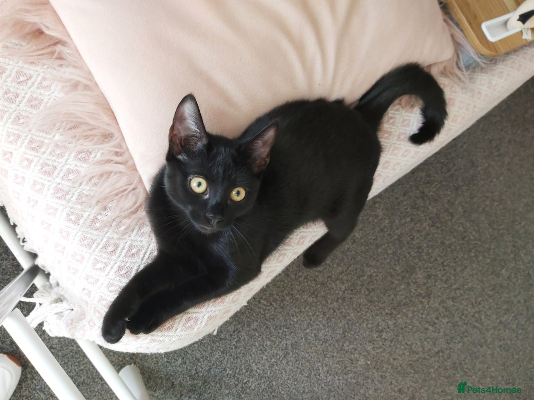 Mixed Breed cats for sale: beautiful 3mth old kittens 2 female ready to go - Image 4
