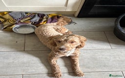 Cockapoo dogs for sale: Sad sale blonde and white male cockapoo - Image 6
