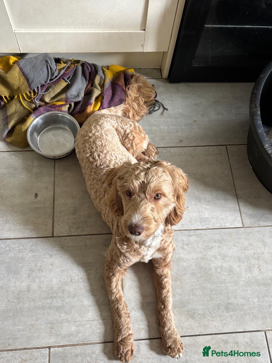 Cockapoo dogs for sale: Sad sale blonde and white male cockapoo - Image 6