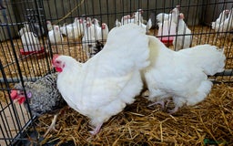 Chickens poultry for sale: White Orpington, Speckled Marans, Cream Legbars X - Image 6