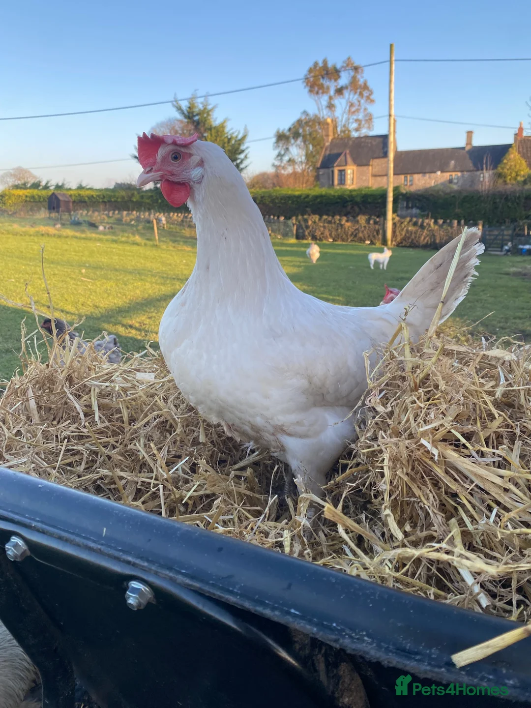 Chickens poultry for sale: Free range point of lay hens available 🧡 - Advert 26