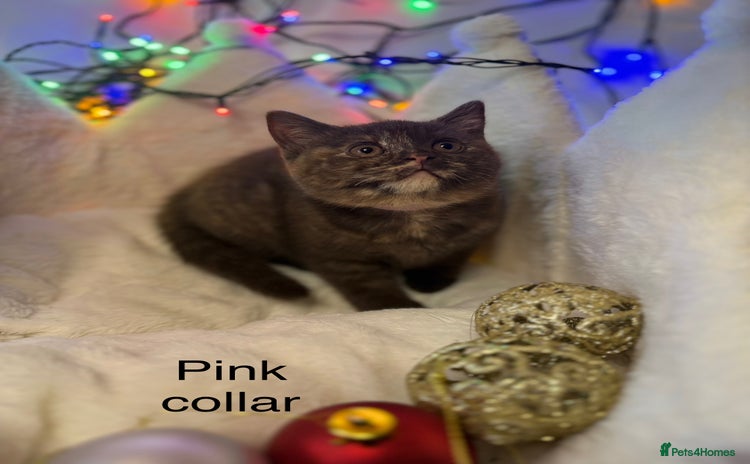 British Shorthair cats GCCF Pedigree BSH chocolate, lilac kittens 💙🩷 - Advert 13