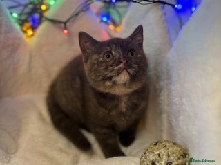 British Shorthair cats GCCF Pedigree BSH chocolate, lilac kittens 💙🩷 - Advert 5