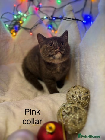 British Shorthair cats GCCF Pedigree BSH chocolate, lilac kittens 💙🩷 - Advert 13