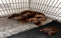 Dachshund dogs for sale: LONG HAIR MINIATURE DACHSHUNDS🤍 - Image 8