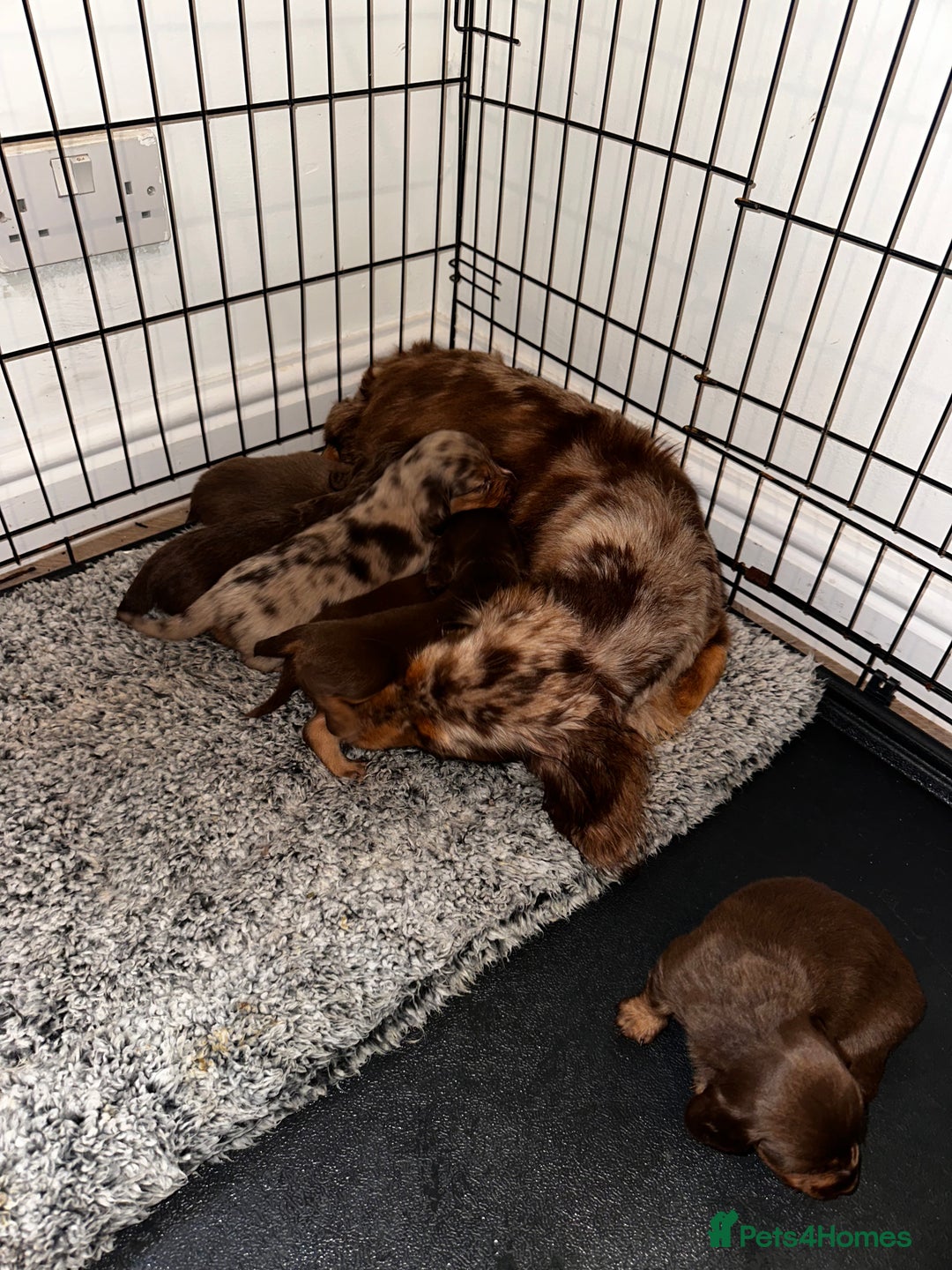 Dachshund dogs for sale: LONG HAIR MINIATURE DACHSHUNDS🤍 - Image 8