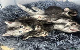 Maine Coon cats for sale: Maine coone kittens  - Image 8