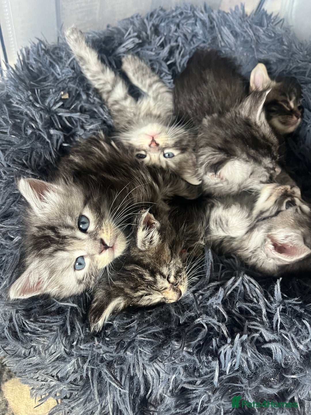Maine Coon cats for sale: Maine coone kittens  - Image 8