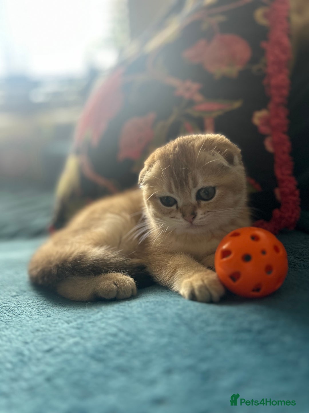 Scottish Fold cats for sale: Gold Chinchilla Scottish fold baby’s  - Image 24