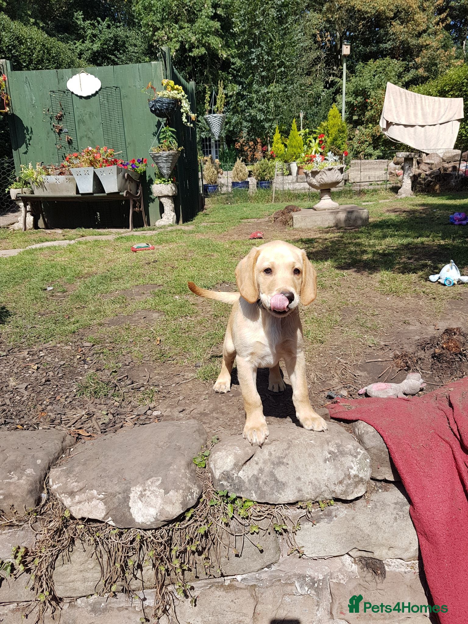 Labrador Retriever dogs Excellent KC Registered Labrador puppies  - Advert 1