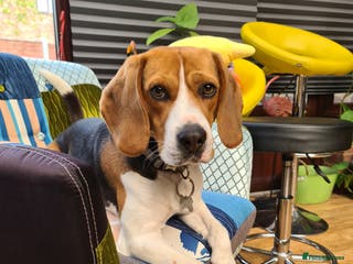 Beagle dogs Max beagle available for stud in Hemel Hempstead - Advert 1