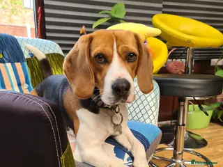 Beagle dogs Max beagle available for stud in Hemel Hempstead - Advert 1