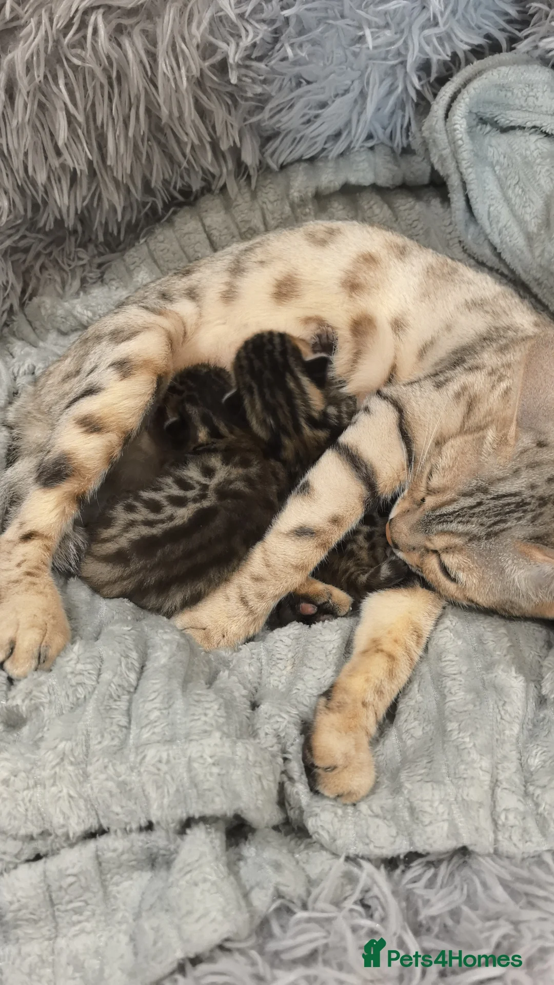 Bengal cats for sale: Bengal boys  - Advert 2