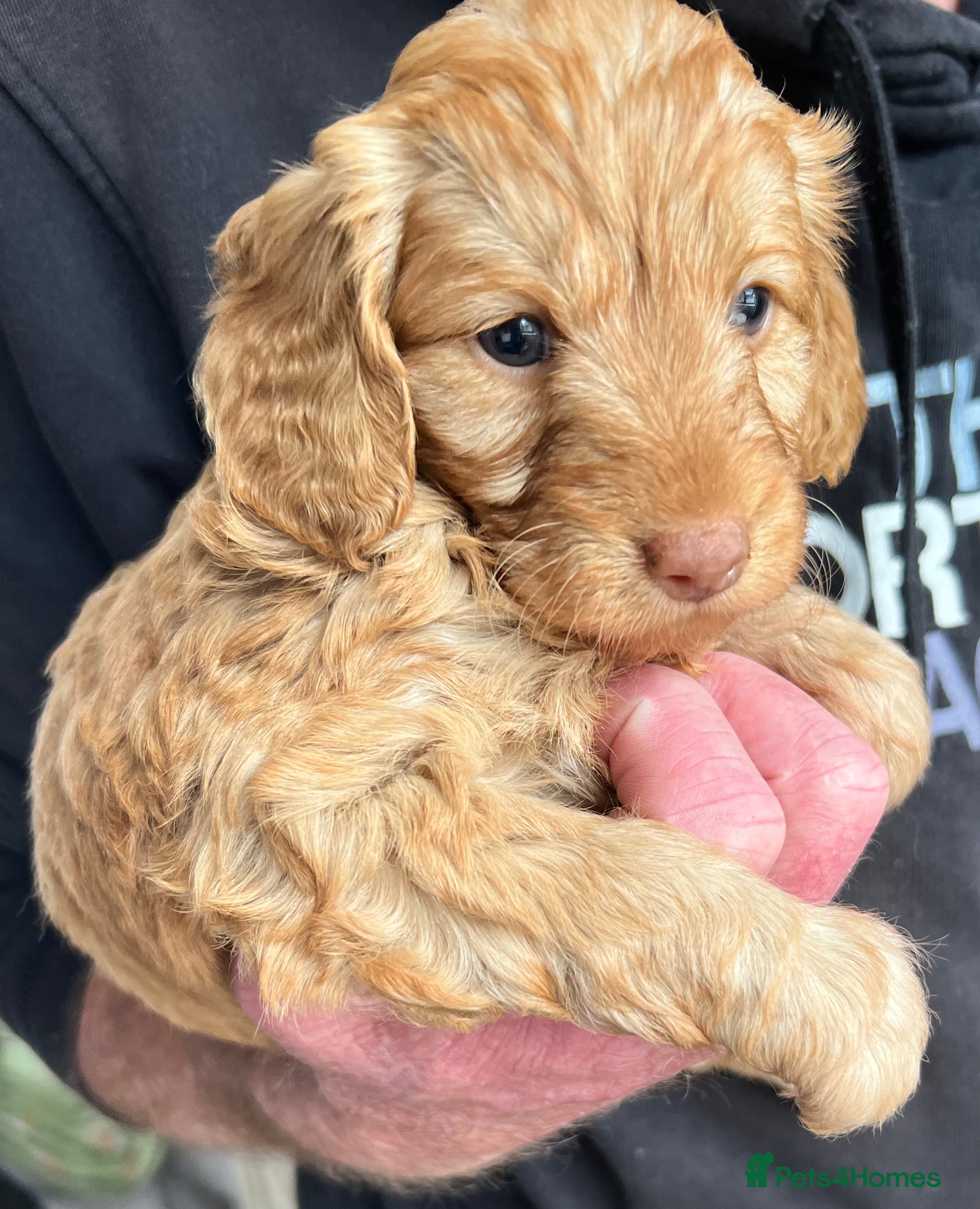 Cockapoo dogs Exquisite Health Checked Cockapoos For Sale - Advert 4