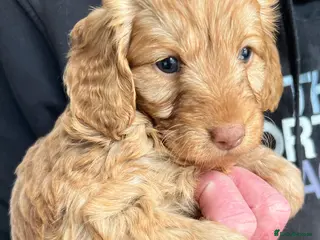 Cockapoo dogs Exquisite Health Checked Cockapoos For Sale - Advert 4