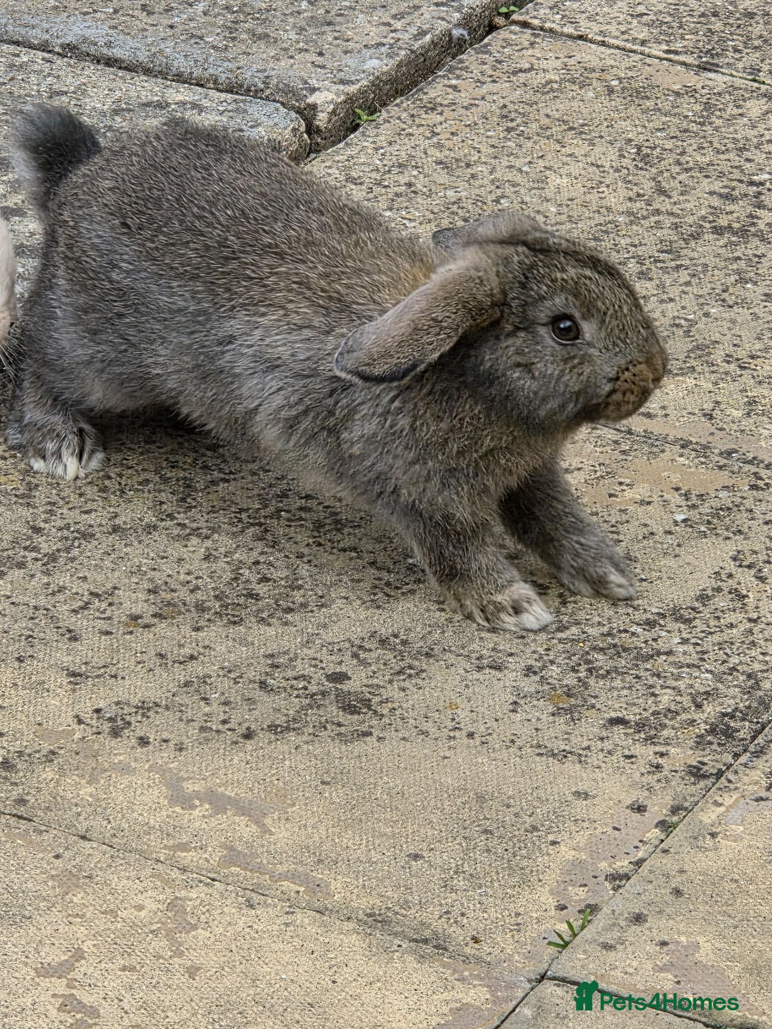 Mini Lop rabbits A gorgeous mini lop bunny - Advert 15
