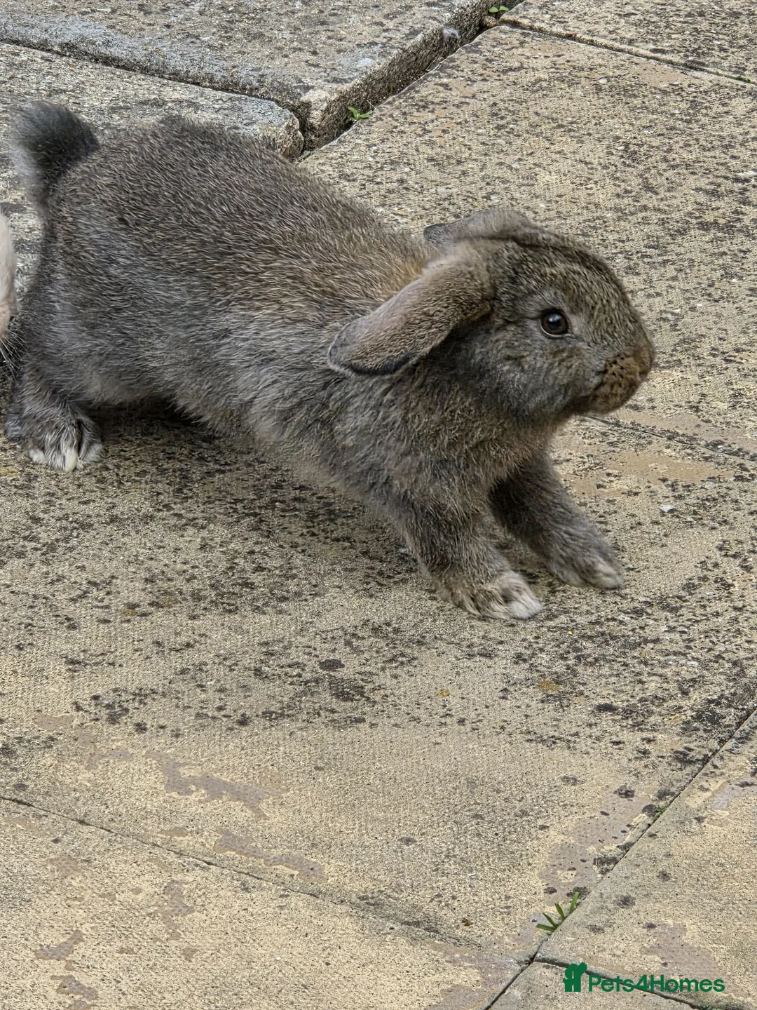 Mini Lop rabbits for sale: A gorgeous mini lop bunny - Advert 1