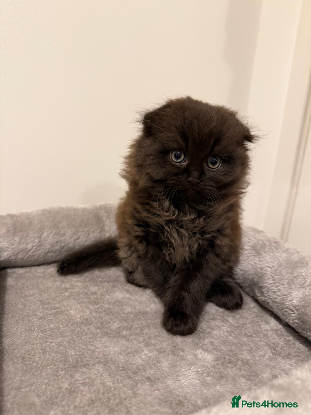 Scottish Fold cats for sale: Beautiful Scottish Fold/British Shorthair Kittens - Advert 27