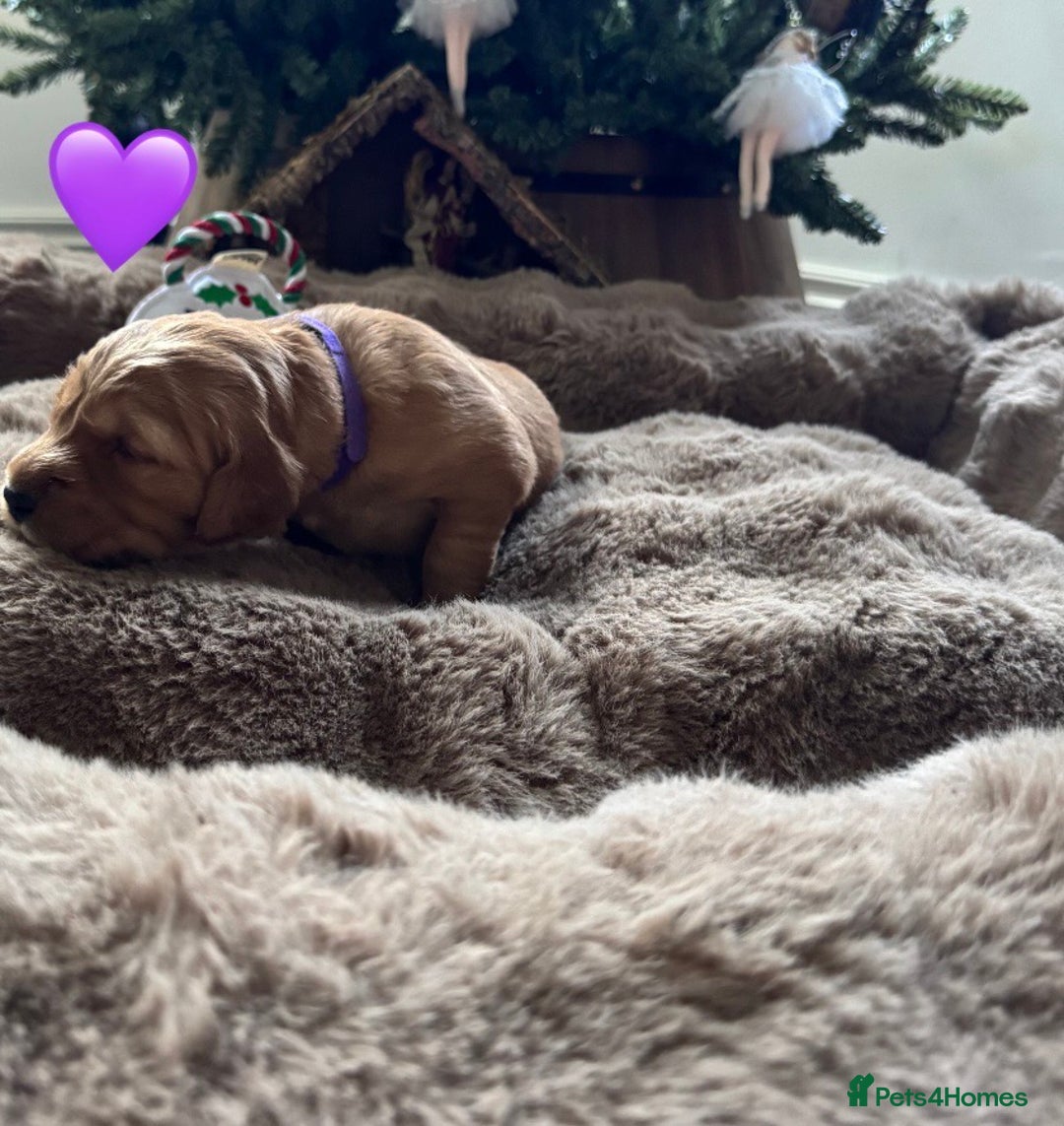 Golden Retriever dogs for sale: Golden retriever puppies  - Advert 23