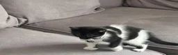 Mixed Breed cats for sale: Beautiful 8week old kittens  - Advert 21