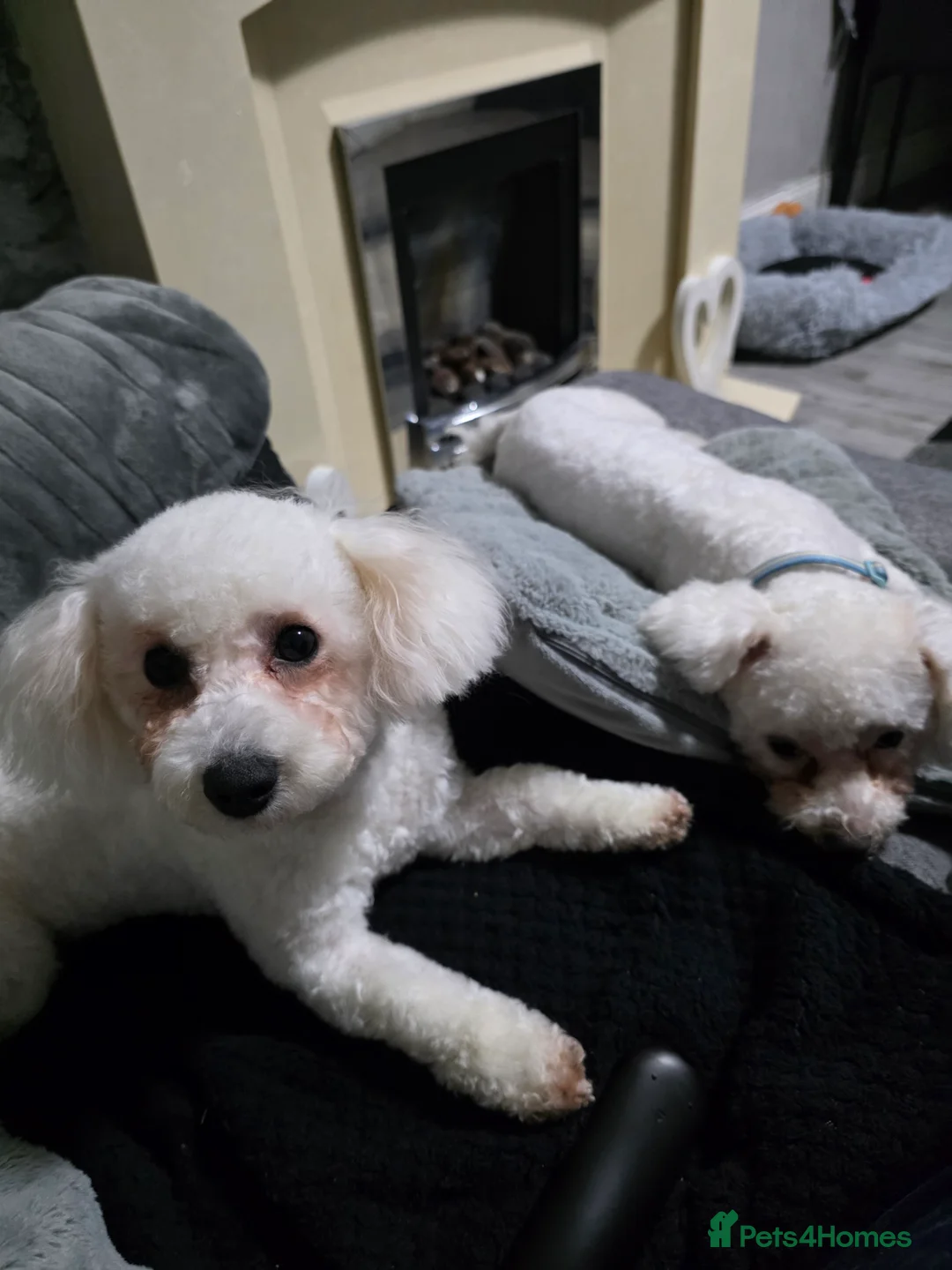 Bichon Frise dogs for sale: 2 x Bichon frise - Advert 5