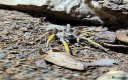 Spiders invertebrates for sale: Madeira Wolf Spiderlings - Image 2