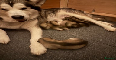 Alaskan Malamute dogs 8 beautiful Alaskan malamute puppies - Advert 15