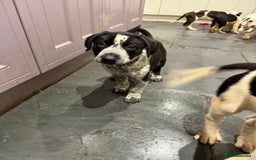 Mixed Breed dogs for sale: Collie x Dalmatian Puppies - Advert 14