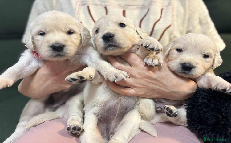 Golden Retriever dogs - Advert 3